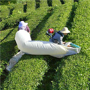 Tea Harvesting Project